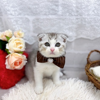 滋賀県のスコティッシュフォールド (犬の家＆猫の里長浜店/2025年8月10日生まれ/男の子/シルバータビーホワイト)の子猫の1枚目の画像