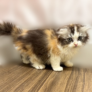 兵庫県のスコティッシュフォールド (犬の家＆猫の里カナート西神戸店/2025年8月10日生まれ/女の子/キャリコ)の子猫の2枚目の画像