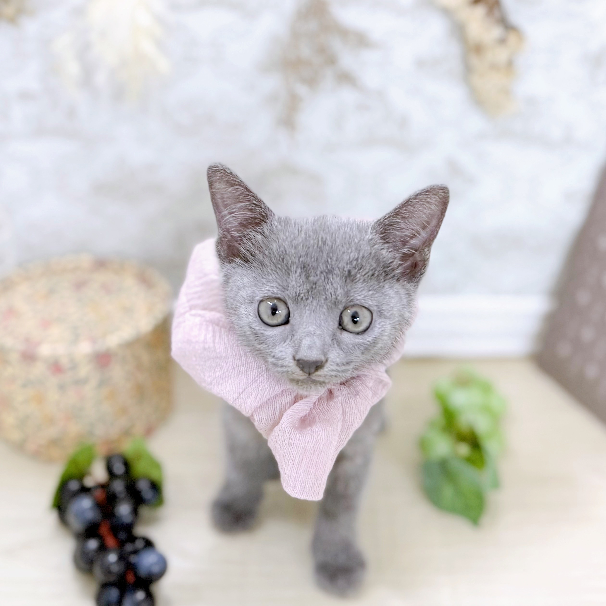 福井県のロシアンブルー (犬の家＆猫の里アミーゴ福井大和田店/2025年8月13日生まれ/女の子/ブルー)の子猫の2枚目の画像