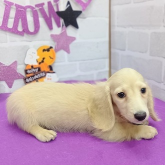 静岡県のミニチュアダックスフンド(ロング) (犬の家＆猫の里プレ葉ウォーク浜北店/2025年8月11日生まれ/男の子/イエロー)の子犬の2枚目の画像