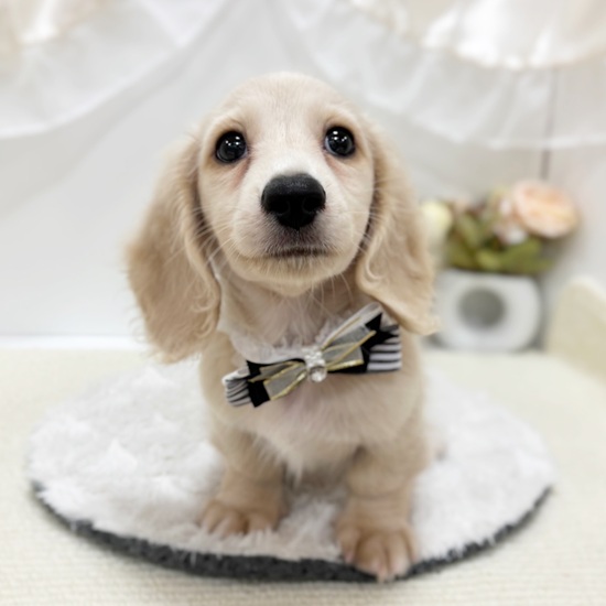 岐阜県のミニチュアダックスフンド(ロング) (犬の家＆猫の里カラフルタウン岐阜店/2025年8月11日生まれ/男の子/イエロー)の子犬の2枚目の画像