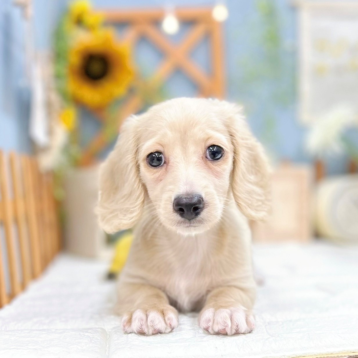 千葉県のミニチュアダックスフンド(ロング) (犬の家＆猫の里ワンズモール稲毛店/2025年8月11日生まれ/女の子/イエロー)の子犬の1枚目の画像