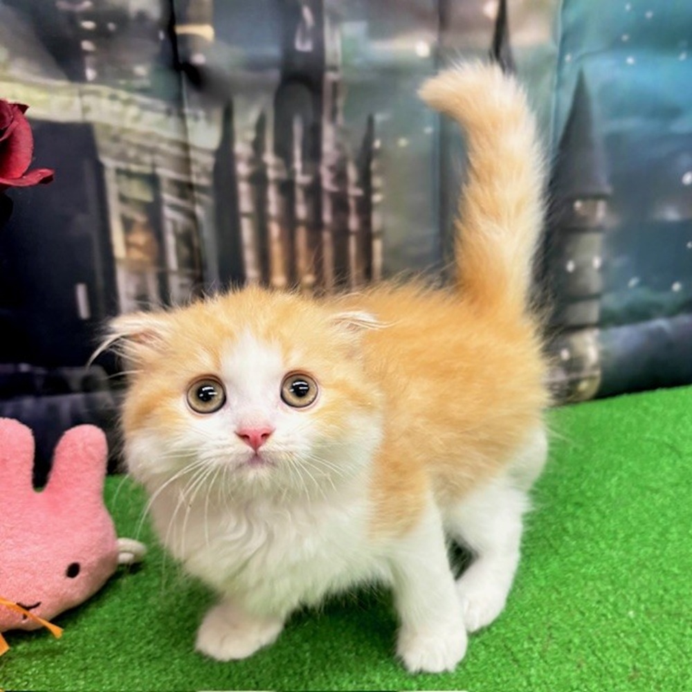 愛知県のスコティッシュフォールド (犬の家＆猫の里名古屋天白店/2025年8月4日生まれ/女の子/レッドタビーホワイト)の子猫の2枚目の画像