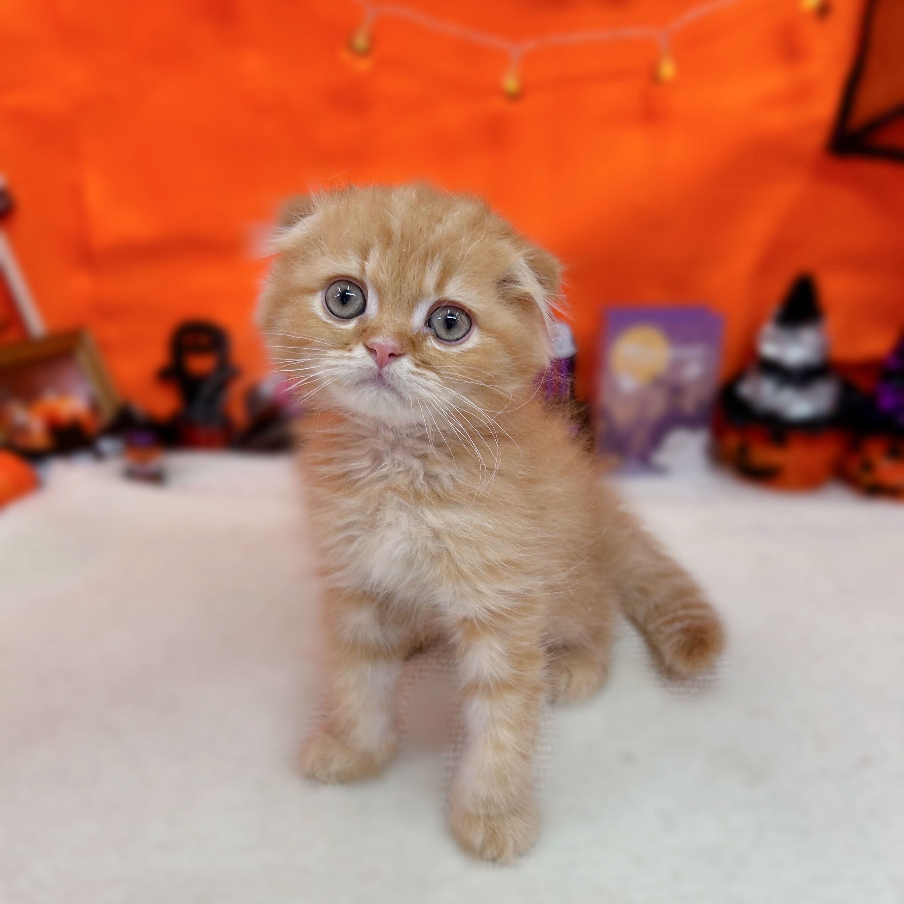 岐阜県のスコティッシュフォールド (犬の家＆猫の里岐南店/2025年8月4日生まれ/男の子/レッドタビー)の子猫の1枚目の画像