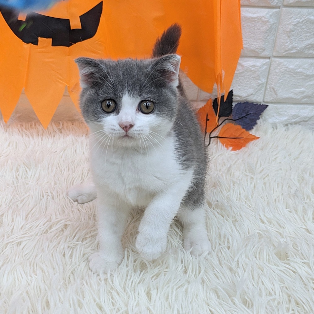 愛知県のスコティッシュフォールド (犬の家＆猫の里MEGAドン・キホーテ東海名和店/2025年8月9日生まれ/女の子/ブルータビーホワイト)の子猫の2枚目の画像
