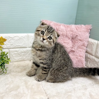 静岡県のスコティッシュフォールド (犬の家＆猫の里マークイズ静岡店/2025年8月14日生まれ/男の子/ブラウンタビー)の子猫の1枚目の画像
