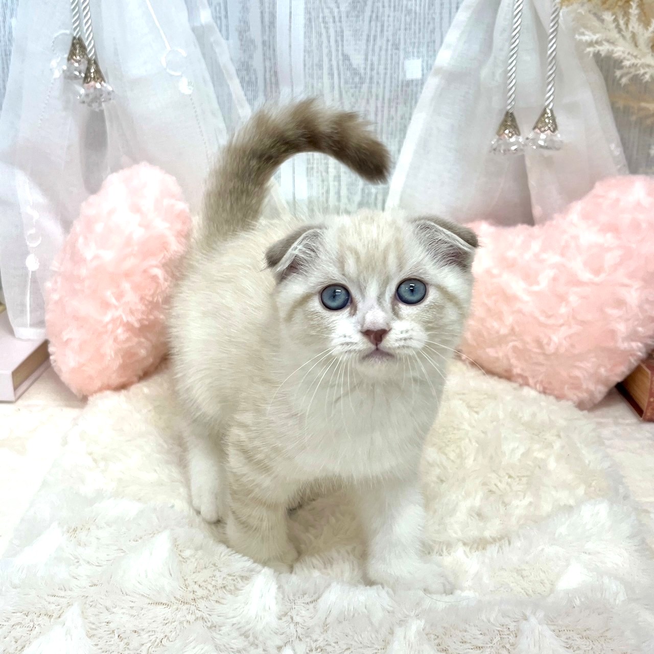 神奈川県のスコティッシュフォールド (犬の家＆猫の里相模原店/2025年8月14日生まれ/男の子/ブルーリンクスポイントホワイト)の子猫の1枚目の画像