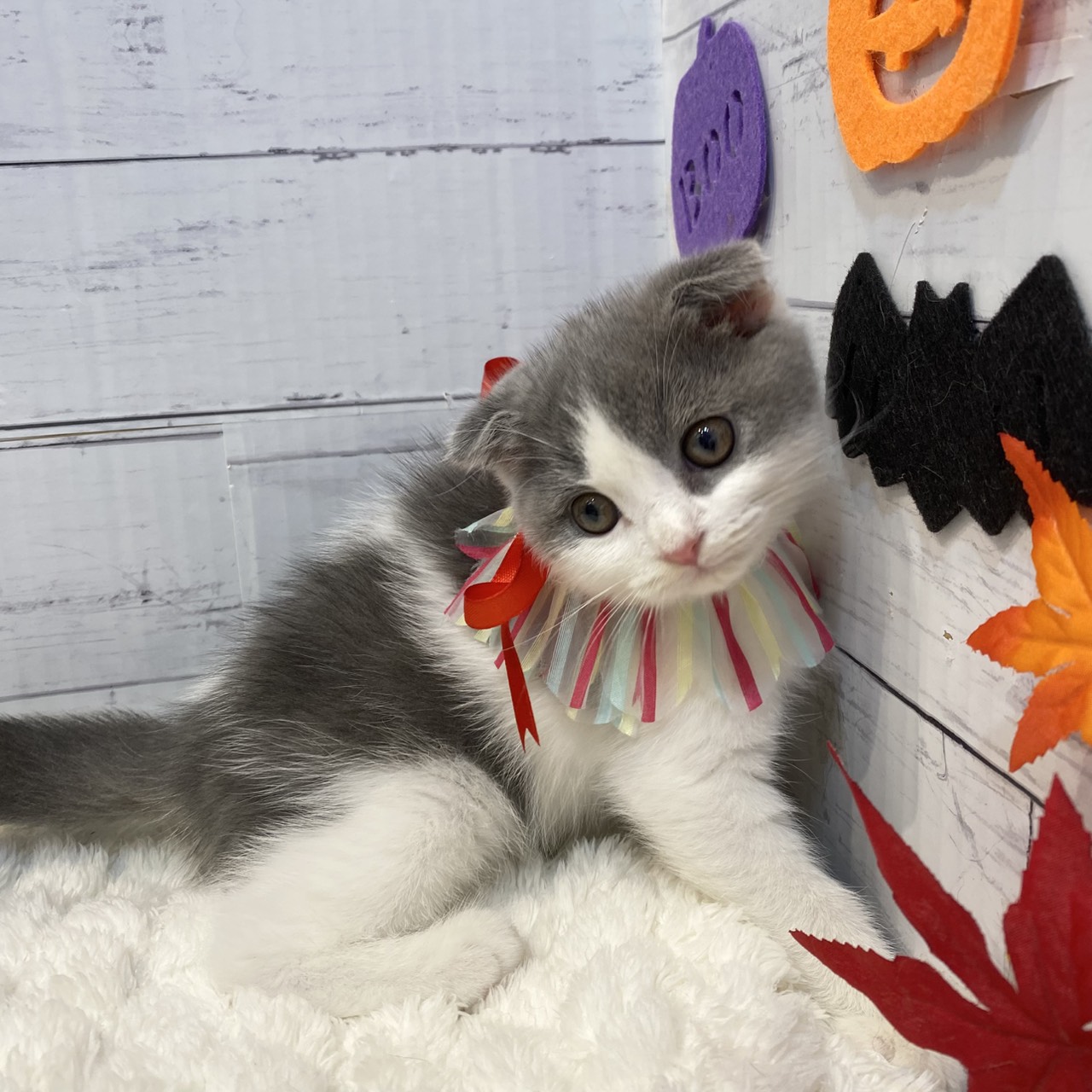 長野県のスコティッシュフォールド (犬の家＆猫の里カインズ梓川店/2025年8月14日生まれ/男の子/ブルーホワイト)の子猫の2枚目の画像