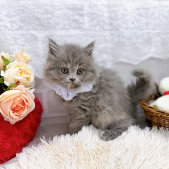 滋賀県のブリティッシュロングヘアー (犬の家＆猫の里長浜店/2025年8月8日生まれ/女の子/ブルーパッチドタビー)の子猫の2枚目の画像