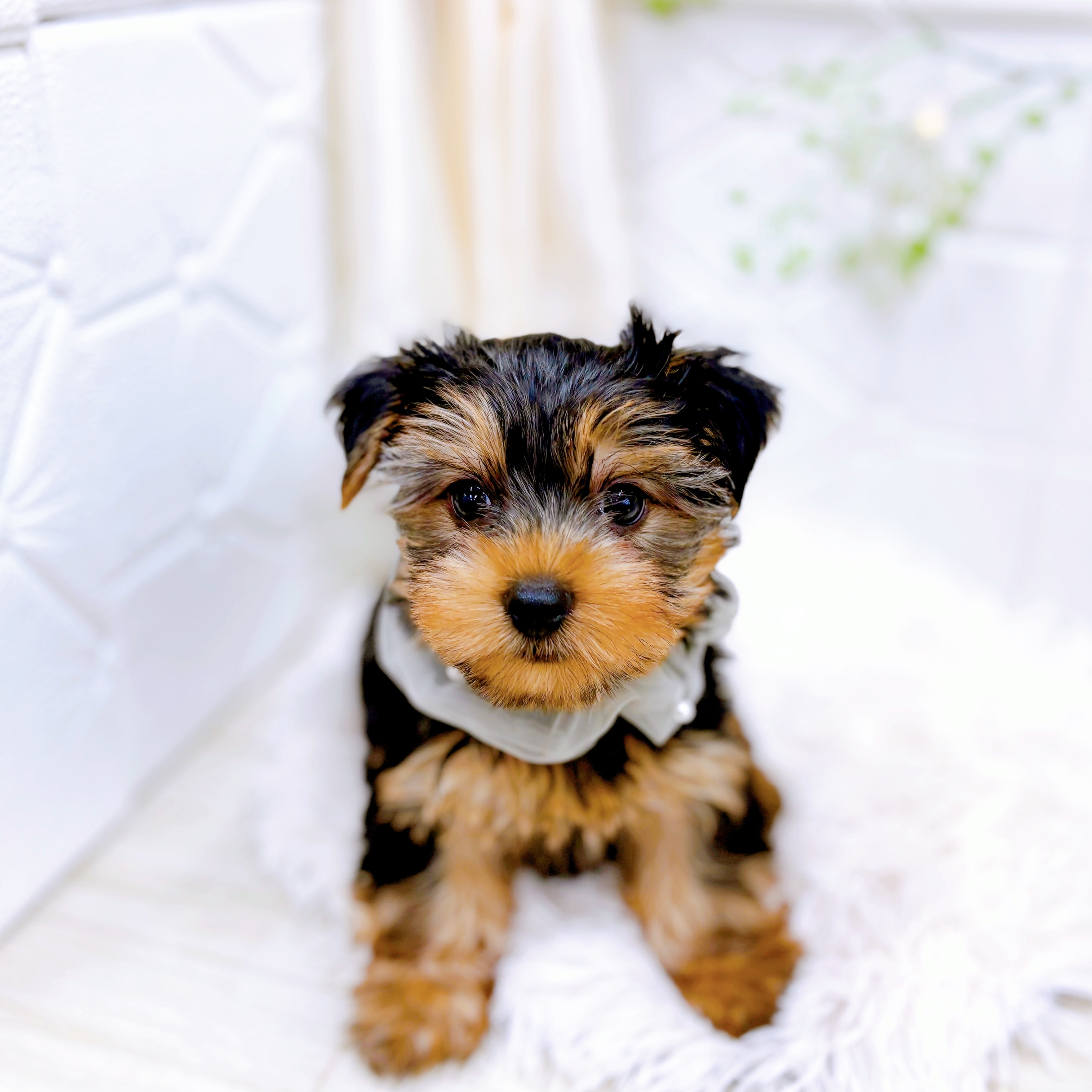 兵庫県のヨークシャーテリア (犬の家＆猫の里ニッケパークタウン加古川店/2025年8月13日生まれ/男の子/スチールブルータン)の子犬の1枚目の画像