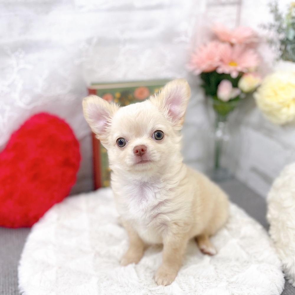 京都府のチワワ(ロング) (犬の家＆猫の里京都樟葉店/2025年8月10日生まれ/男の子/クリーム)の子犬の1枚目の画像
