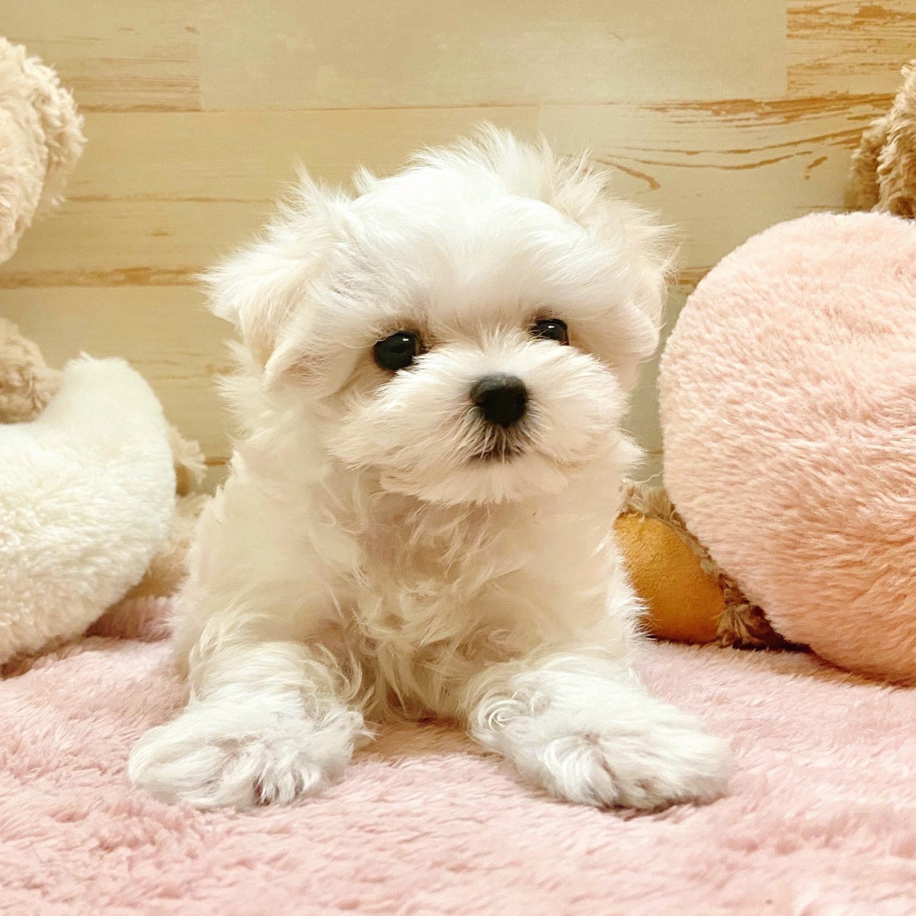 兵庫県のマルチーズ (犬の家＆猫の里神戸店/2025年8月16日生まれ/男の子/ホワイト)の子犬の2枚目の画像