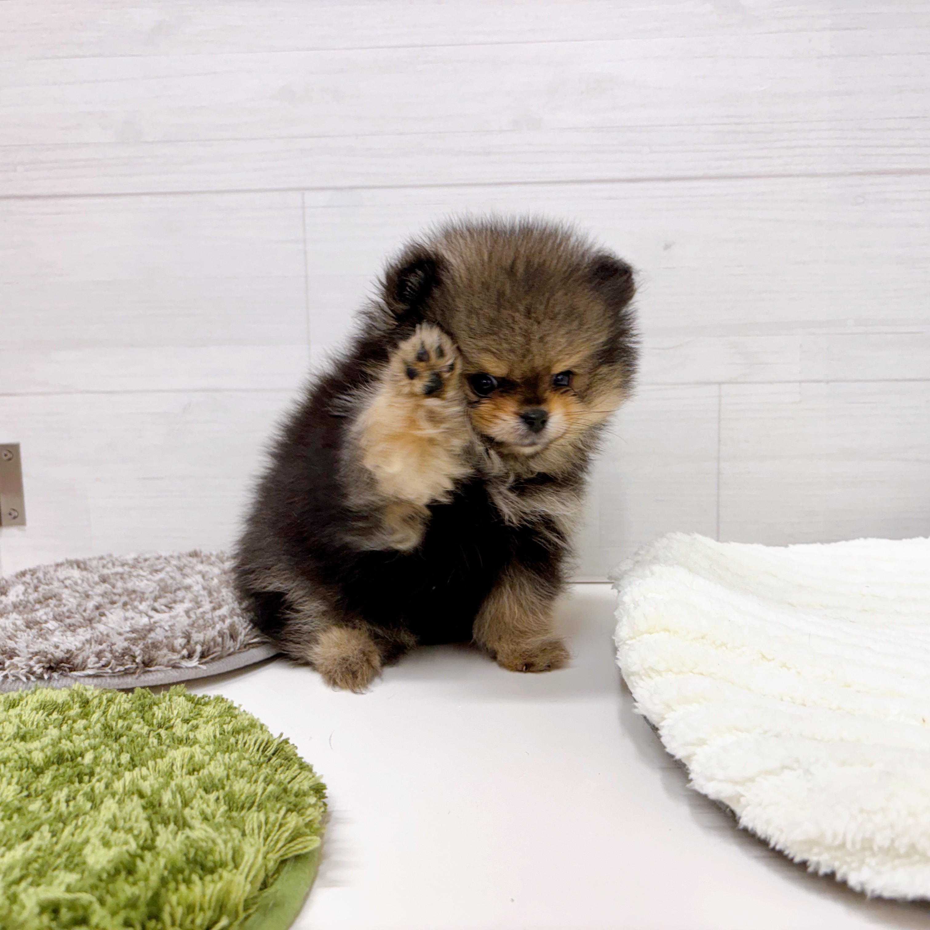 石川県のポメラニアン (犬の家＆猫の里アミーゴ金沢おこばた店/2025年8月12日生まれ/女の子/ウルフセーブル)の子犬の2枚目の画像