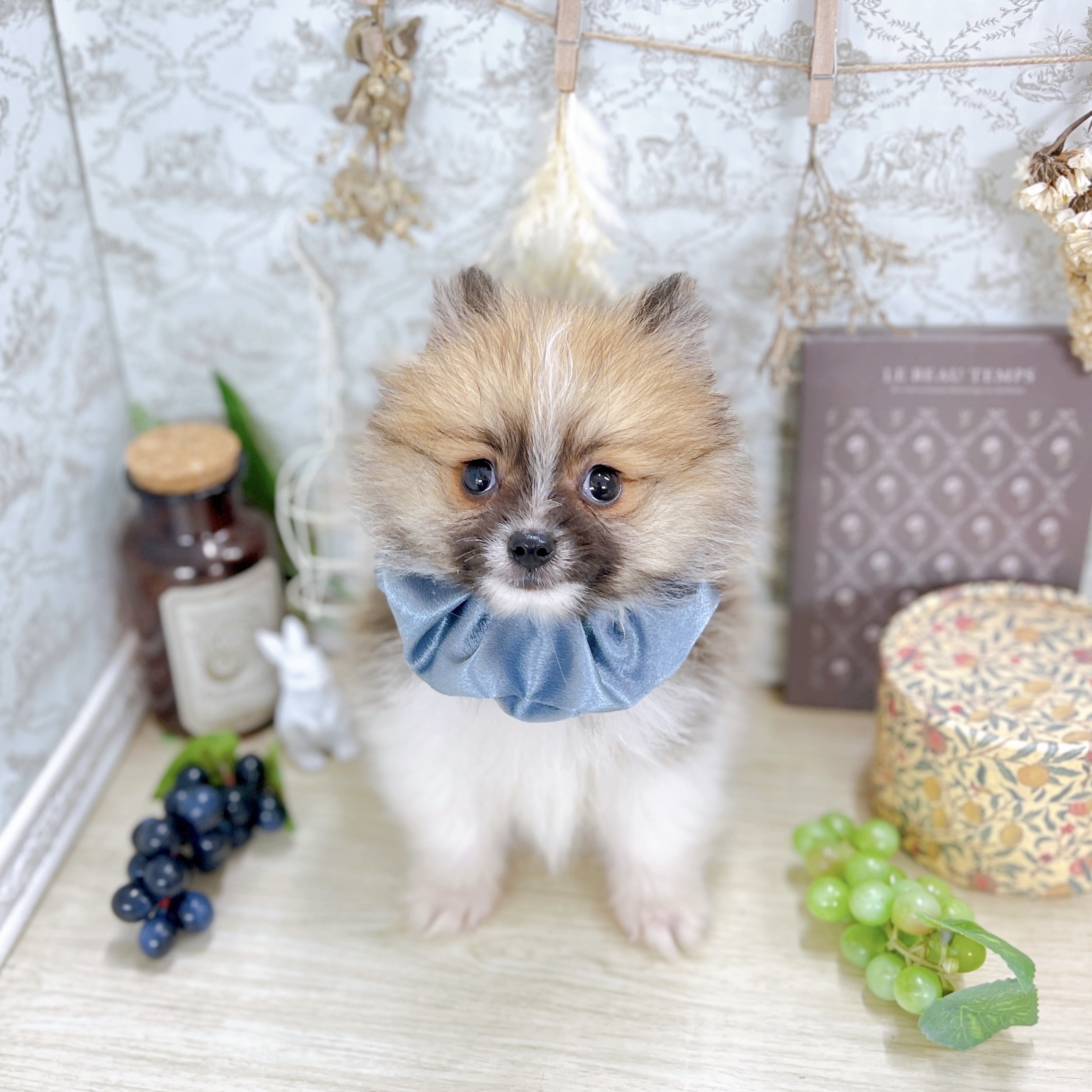 福井県のポメラニアン (犬の家＆猫の里アミーゴ福井大和田店/2025年8月11日生まれ/男の子/パーティーカラー)の子犬の2枚目の画像