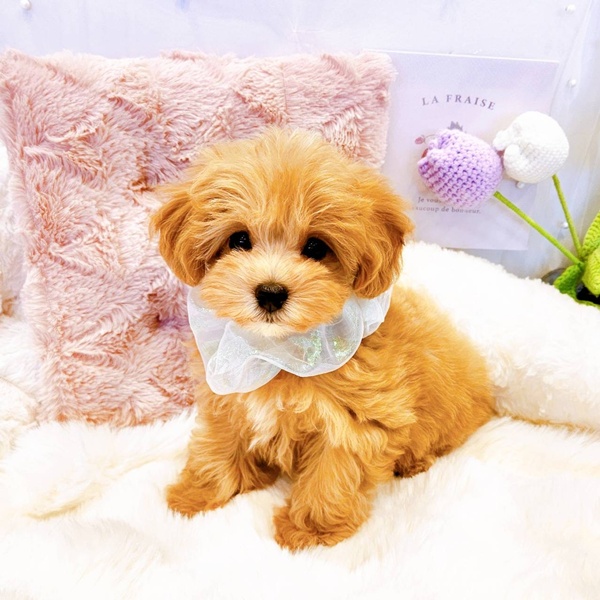 福井県のマルプー(マルチーズ×プードル) (犬の家＆猫の里福井店/2025年8月15日生まれ/男の子/アプリコットホワイト)の子犬の2枚目の画像