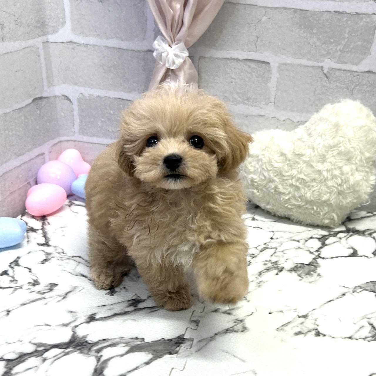 愛知県のマルプー(マルチーズ×プードル) (犬の家＆猫の里岡崎店/2025年8月15日生まれ/男の子/アプリコットホワイト)の子犬の2枚目の画像