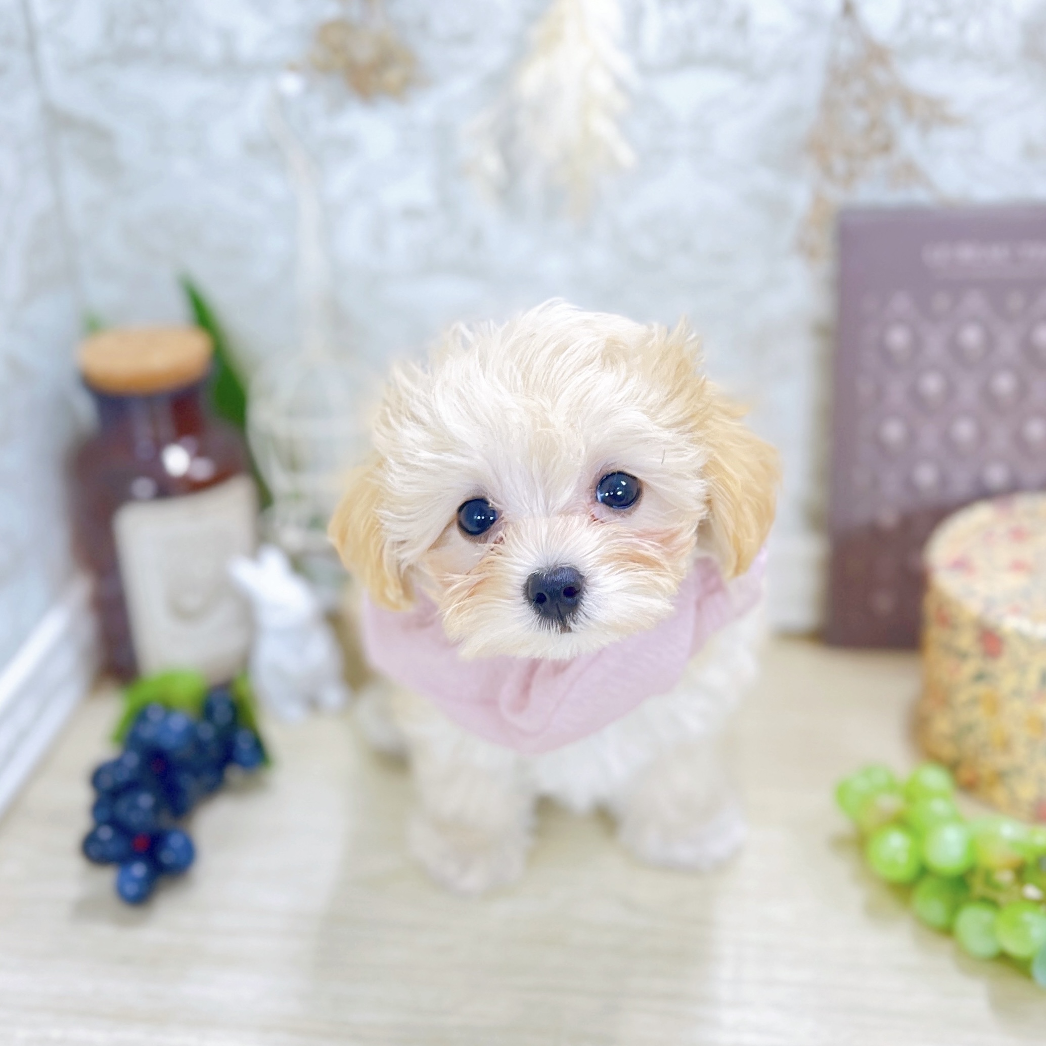 福井県のマルプー(マルチーズ×プードル) (犬の家＆猫の里アミーゴ福井大和田店/2025年8月16日生まれ/女の子/クリームホワイト)の子犬の2枚目の画像