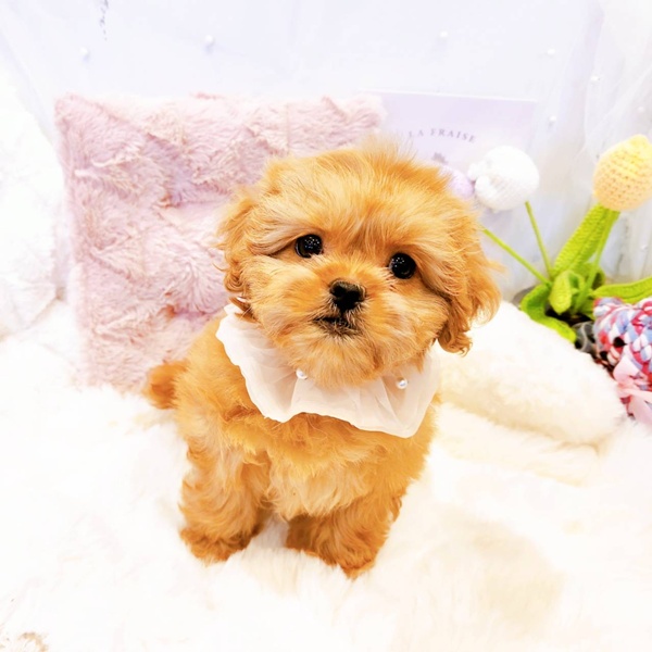 福井県のペキプー(ペキニーズ×プードル) (犬の家＆猫の里福井店/2025年8月17日生まれ/女の子/アプリコット)の子犬の2枚目の画像