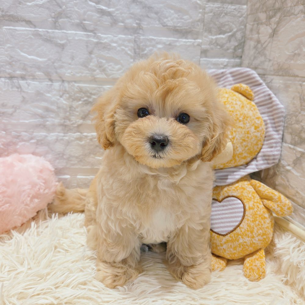 愛知県のマルプー(マルチーズ×プードル) (犬の家＆猫の里MiO香久山店/2025年8月17日生まれ/男の子/クリームホワイト)の子犬の2枚目の画像