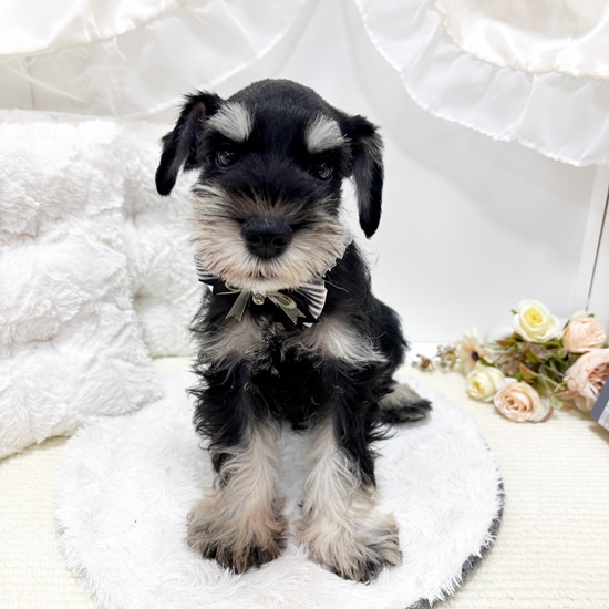 岐阜県のミニチュアシュナウザー (犬の家＆猫の里カラフルタウン岐阜店/2025年8月17日生まれ/男の子/ブラックシルバー)の子犬の2枚目の画像