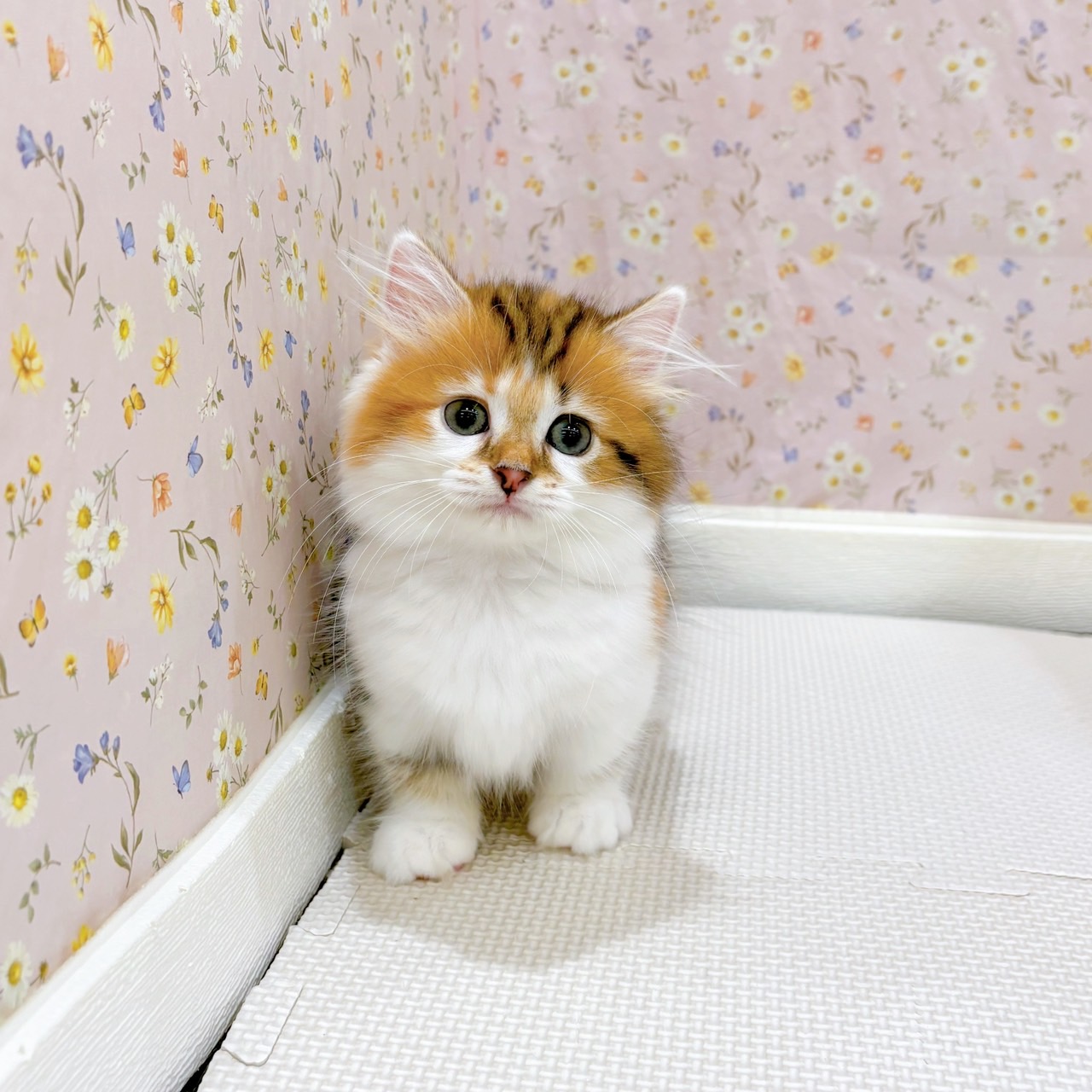 石川県のミヌエット (犬の家＆猫の里金沢店/2025年8月16日生まれ/女の子/ブラウンパッチドタビーホワイト)の子猫の1枚目の画像