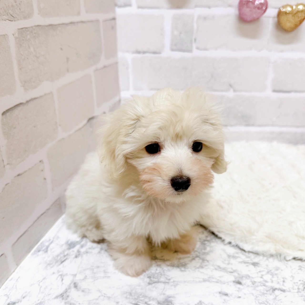 京都府のマルックス(マルチーズ×ダックス) (犬の家＆猫の里京都精華店/2025年8月15日生まれ/男の子/ホワイト)の子犬の2枚目の画像