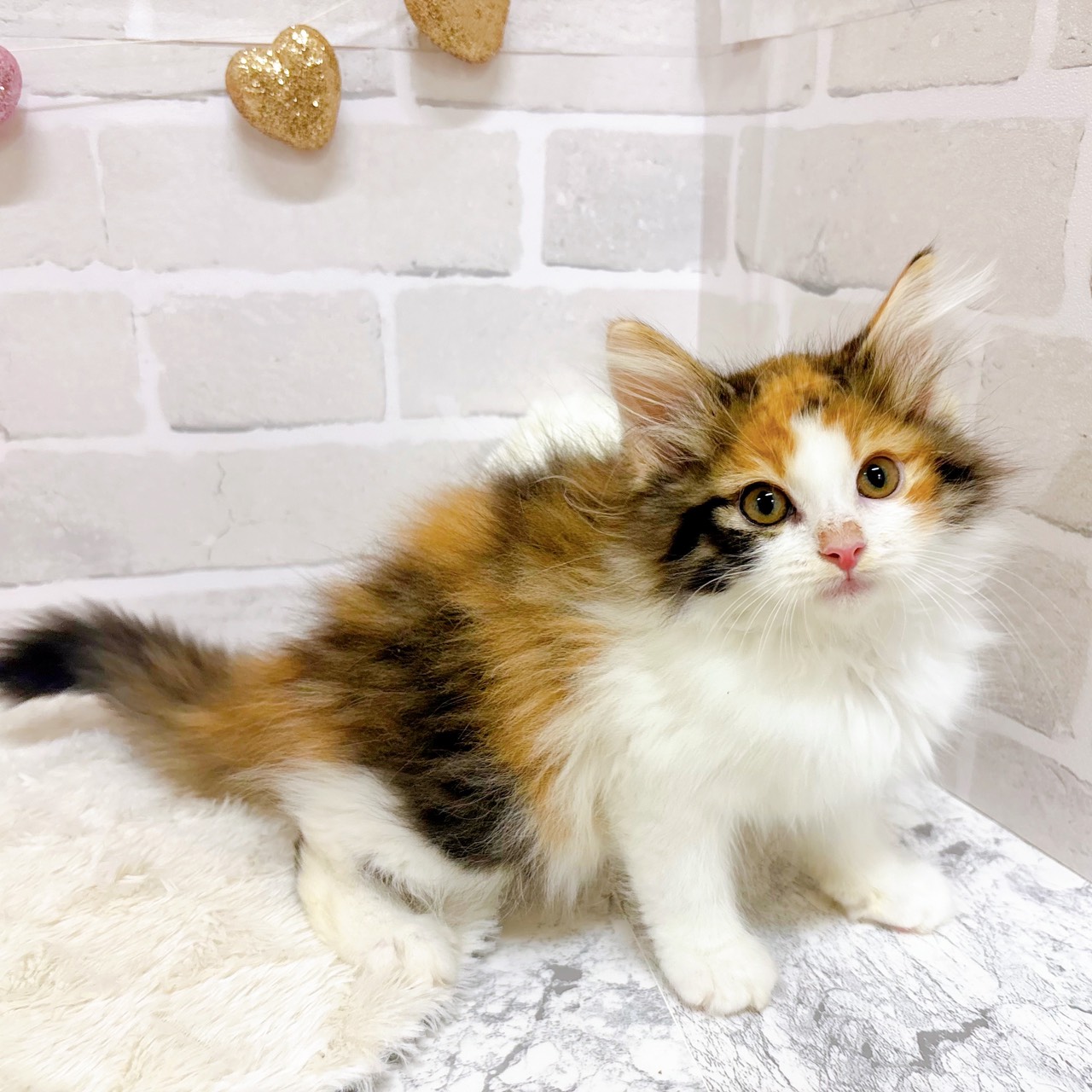 京都府のノルウェージャンフォレストキャット (犬の家＆猫の里京都精華店/2025年8月15日生まれ/女の子/キャリコ)の子猫の2枚目の画像