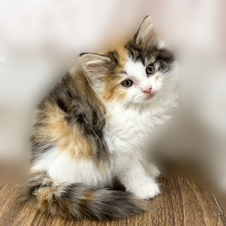 兵庫県のノルウェージャンフォレストキャット (犬の家＆猫の里カナート西神戸店/2025年8月15日生まれ/女の子/キャリコ)の子猫の2枚目の画像