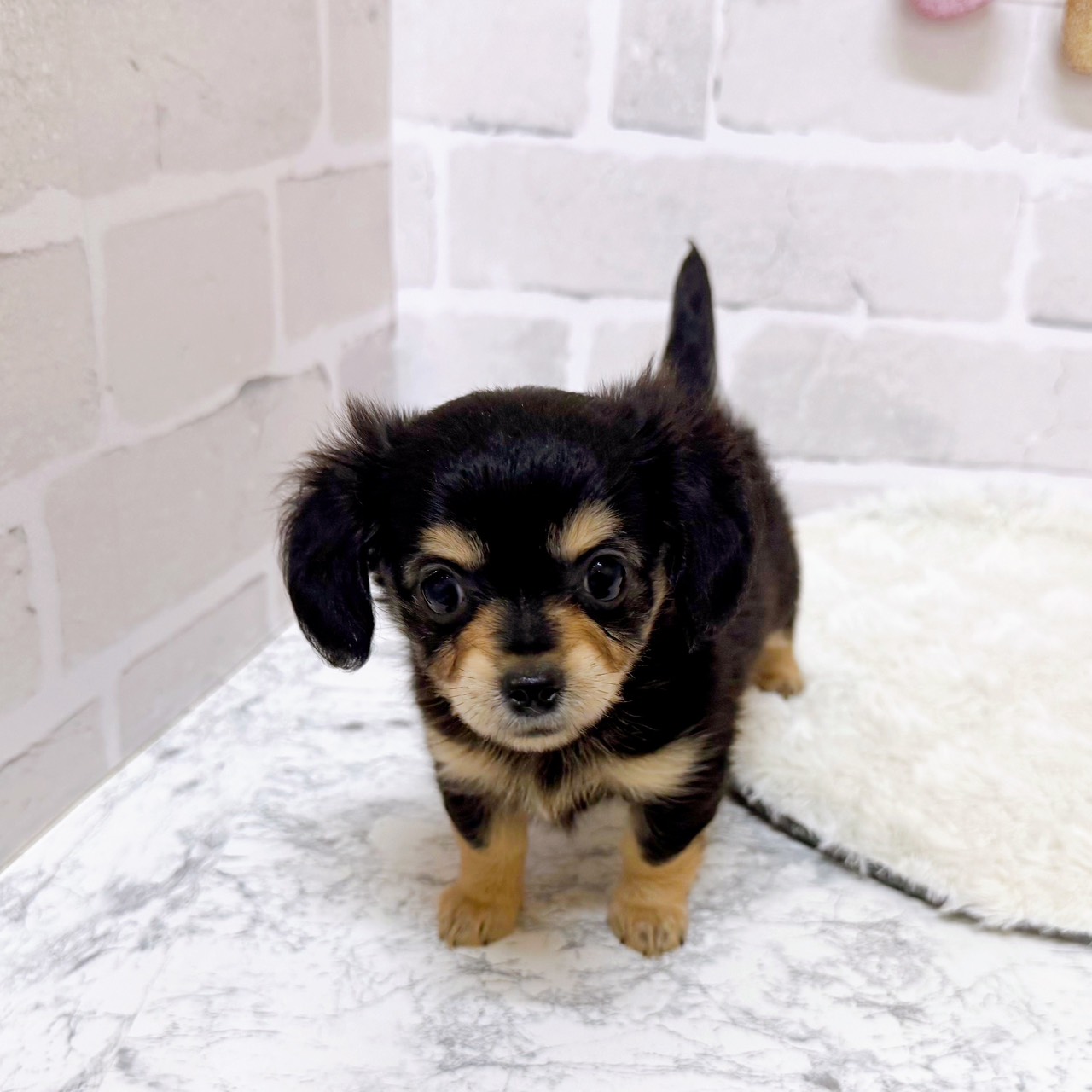 京都府のチワックス(チワワ×ダックス) (犬の家＆猫の里京都精華店/2025年8月17日生まれ/女の子/ブラックタン)の子犬の2枚目の画像
