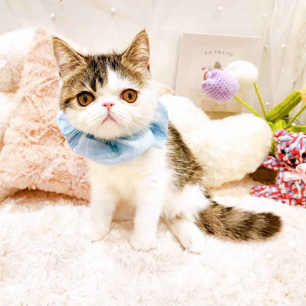福井県のエキゾチック (犬の家＆猫の里福井店/2025年8月3日生まれ/男の子/ブラウンタビーホワイト)の子猫の2枚目の画像