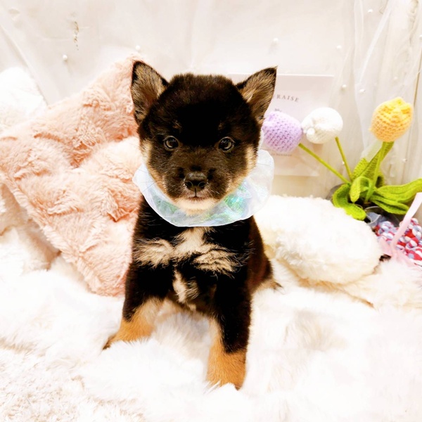 福井県の柴犬(標準サイズ) (犬の家＆猫の里福井店/2025年8月17日生まれ/男の子/黒)の子犬の1枚目の画像