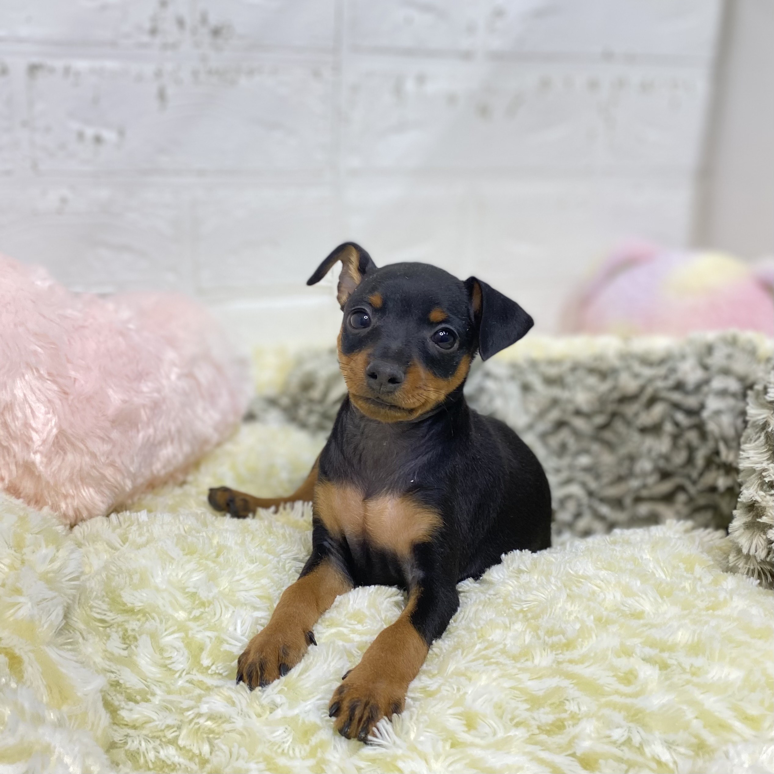 長野県のミニチュアピンシャー (犬の家＆猫の里長野店/2025年8月18日生まれ/女の子/ブラックタン)の子犬の2枚目の画像