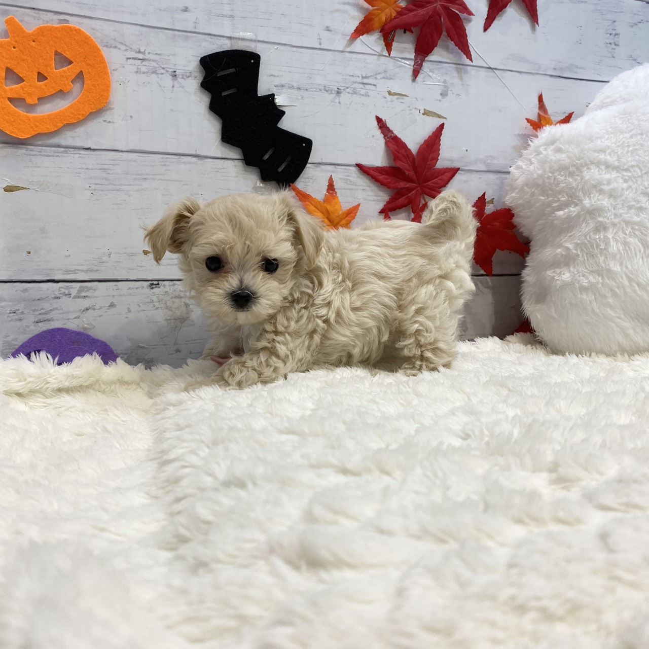 長野県のマルプー(マルチーズ×プードル) (犬の家&猫の里カインズ梓川店/2025年8月18日生まれ/女の子/クリーム)の子犬の2枚目の画像