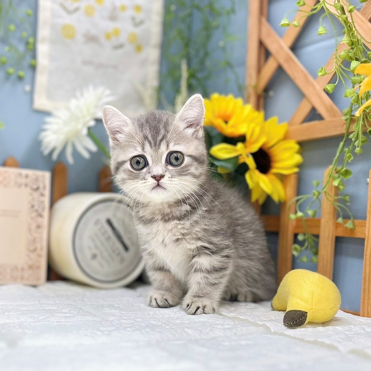 千葉県のミヌエット (犬の家&猫の里ワンズモール稲毛店/2025年8月17日生まれ/女の子/ブルータビー)の子猫の1枚目の画像