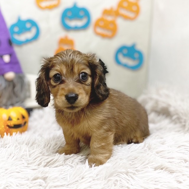 静岡県のミニチュアダックスフンド(ロング) (犬の家＆猫の里藤枝店/2025年8月18日生まれ/男の子/レッド)の子犬の1枚目の画像