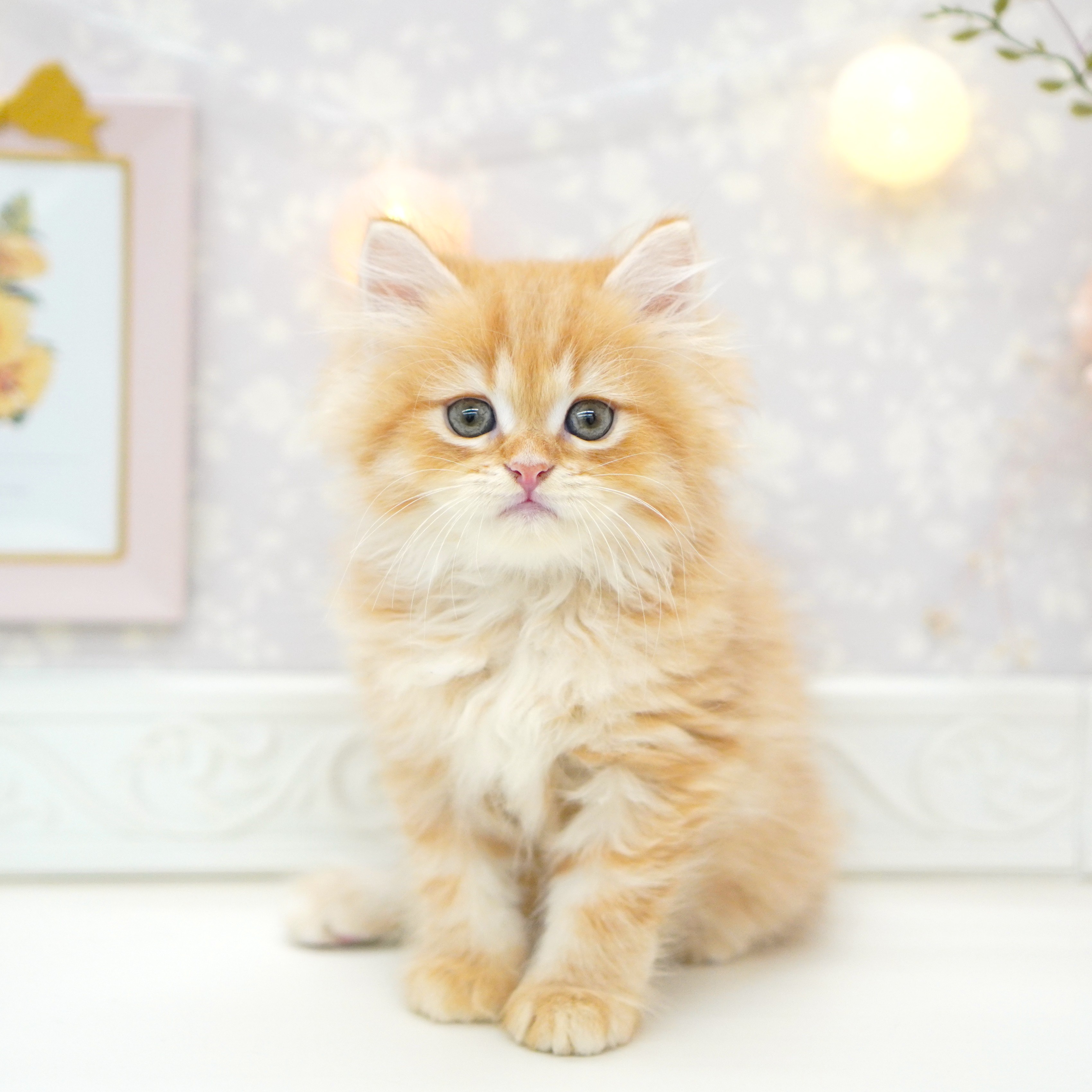 富山県のスコティッシュストレート (犬の家＆猫の里富山店/2025年8月15日生まれ/男の子/レッドタビー)の子猫の1枚目の画像