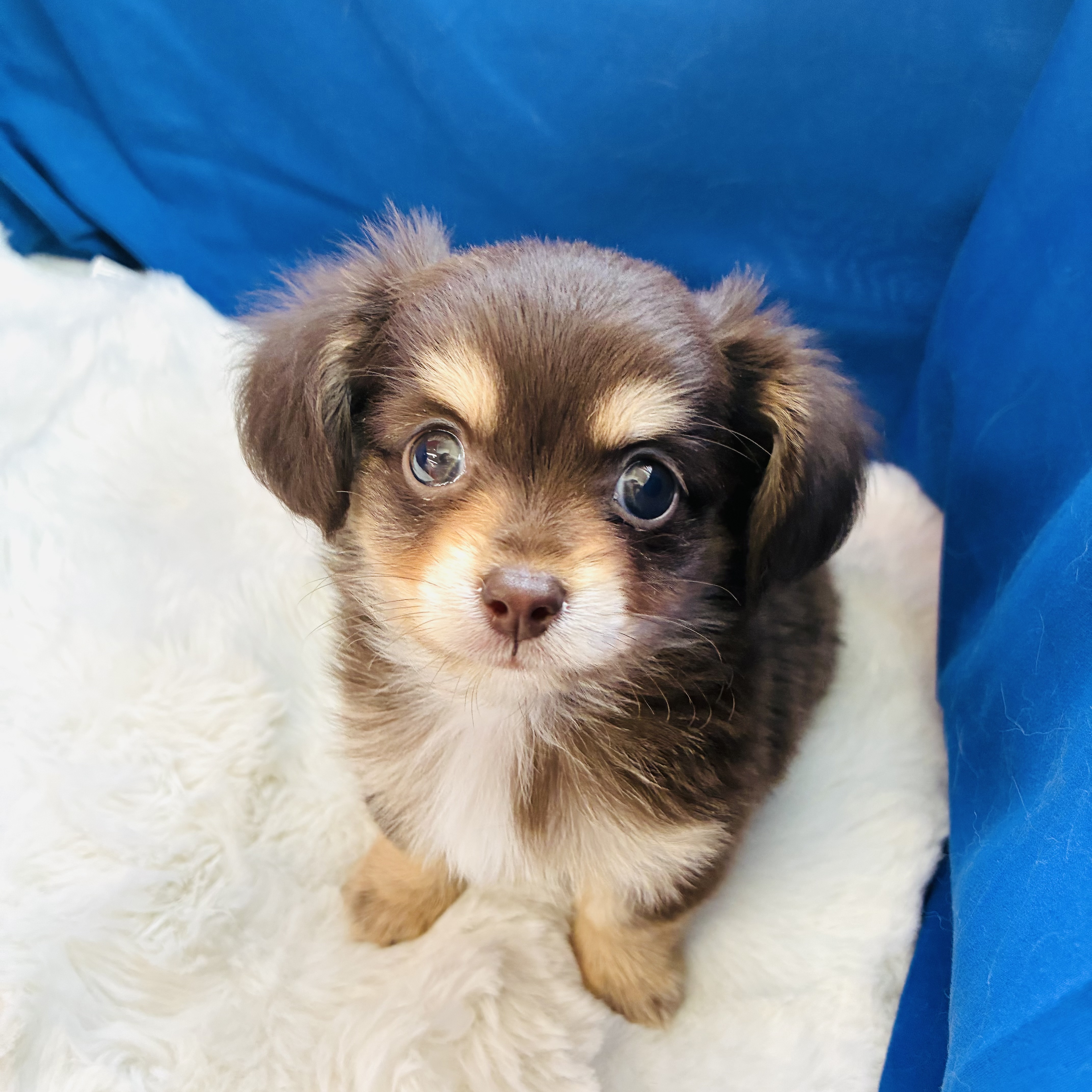 愛知県のチワックス(チワワ×ダックス) (犬の家＆猫の里愛知刈谷店/2025年8月18日生まれ/男の子/チョコレートタン)の子犬の2枚目の画像