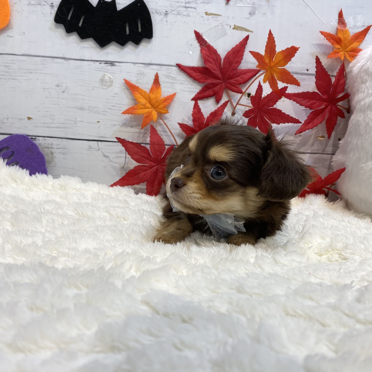 長野県のチワックス(チワワ×ダックス) (犬の家＆猫の里カインズ梓川店/2025年8月18日生まれ/男の子/チョコレートタン)の子犬の2枚目の画像