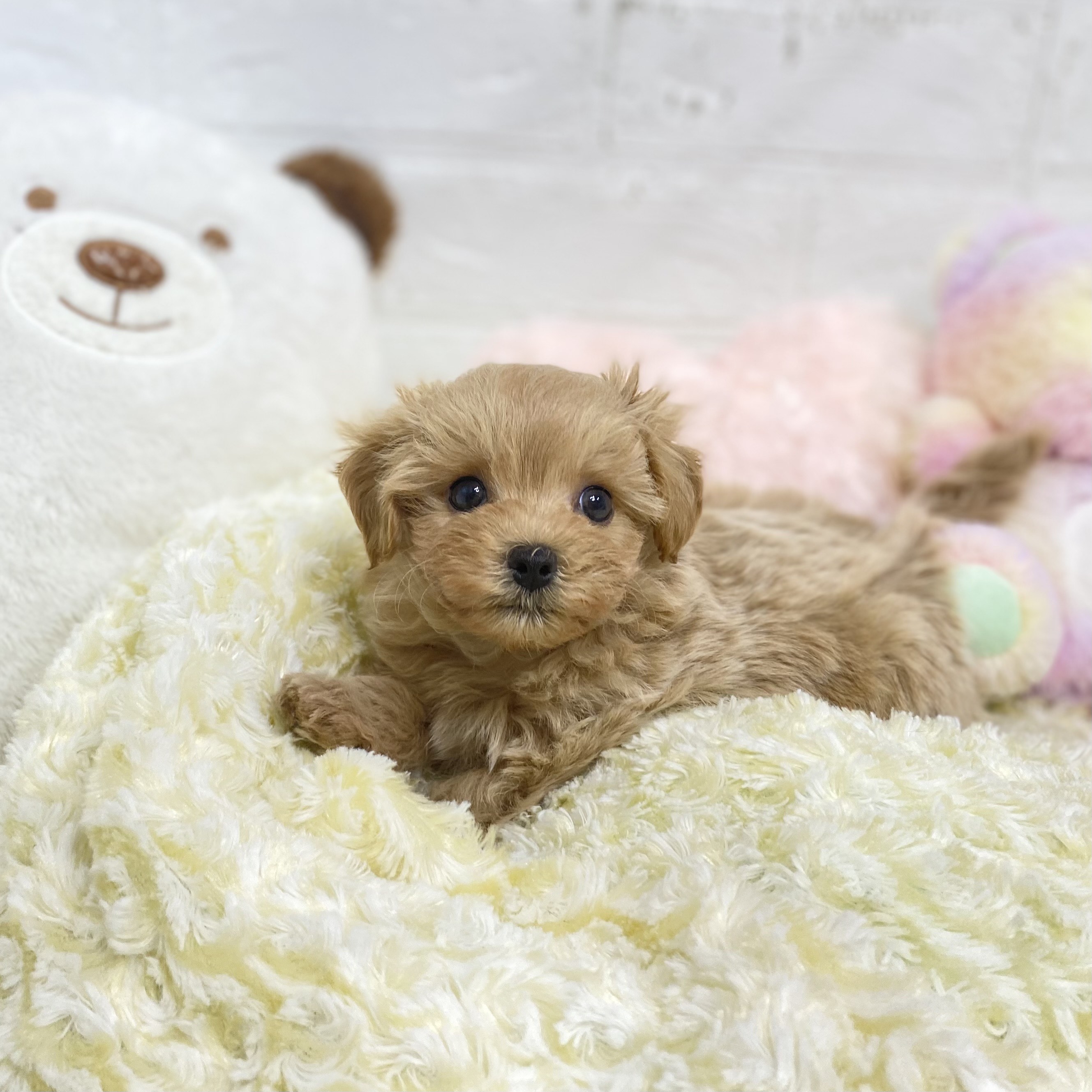 長野県のマルプー(マルチーズ×プードル) (犬の家&猫の里長野店/2025年8月18日生まれ/男の子/アプリコット)の子犬の2枚目の画像