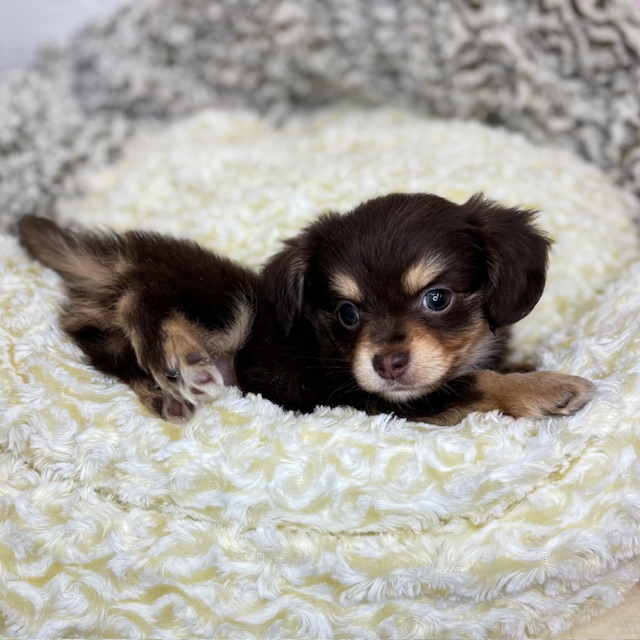長野県のチワックス(チワワ×ダックス) (犬の家＆猫の里塩尻店/2025年8月18日生まれ/男の子/チョコレートタン)の子犬の2枚目の画像