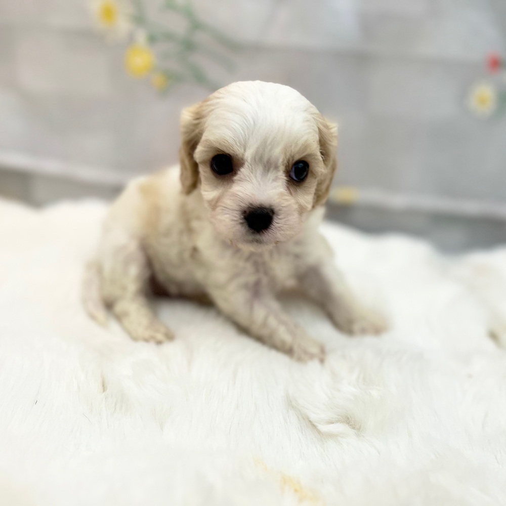 静岡県のハーフ犬・ミックス犬 (犬の家＆猫の里MEGAドン・キホーテ袋井店/2025年8月18日生まれ/男の子/ブレンハイム)の子犬の1枚目の画像