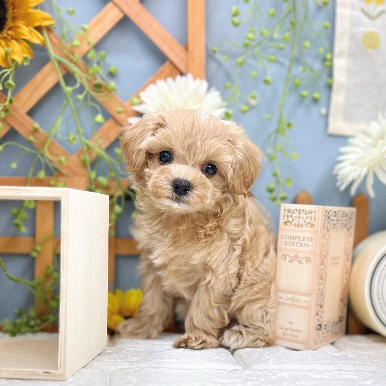 千葉県のマルプー(マルチーズ×プードル) (犬の家&猫の里ワンズモール稲毛店/2025年8月17日生まれ/女の子/クリーム)の子犬の1枚目の画像