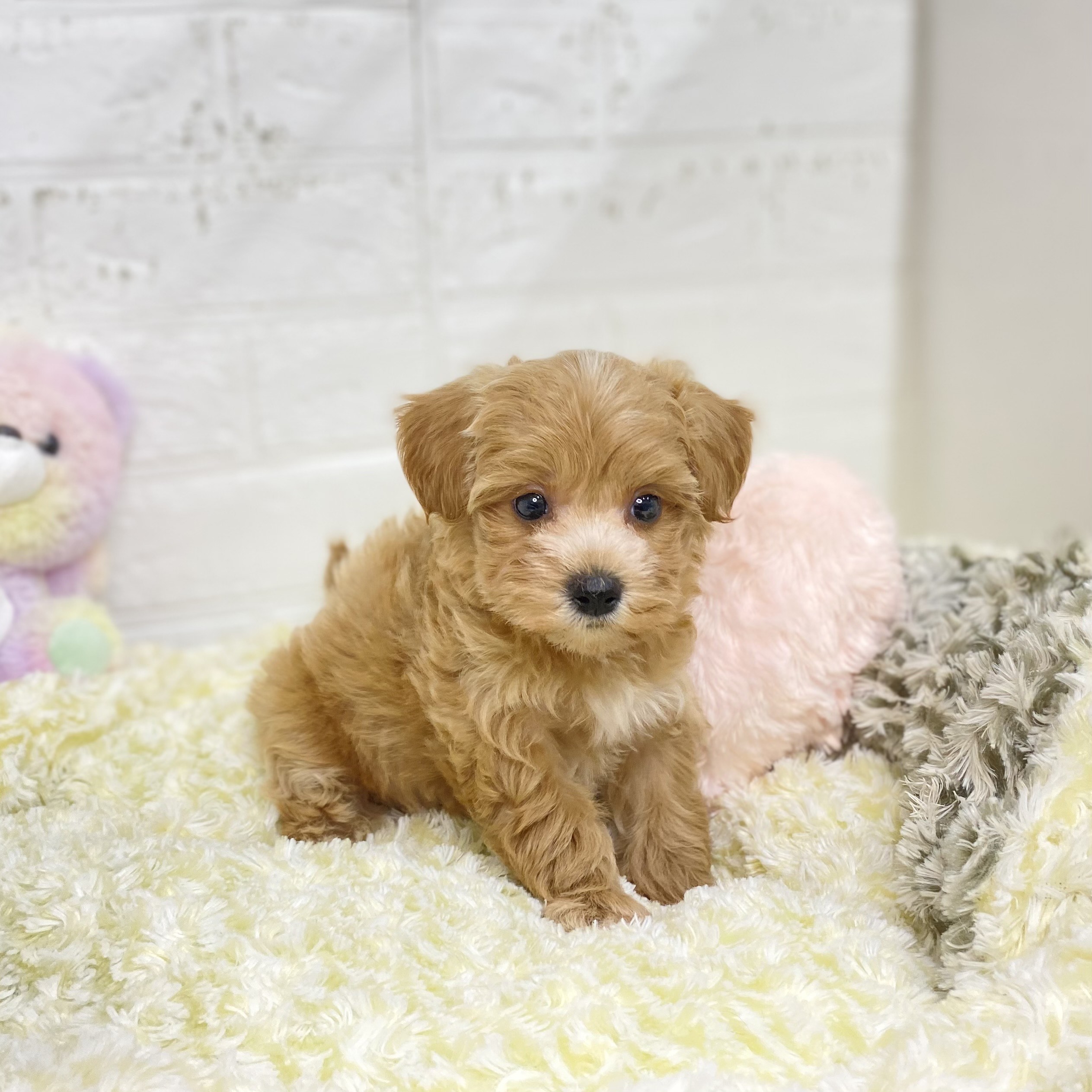 長野県のマルプー(マルチーズ×プードル) (犬の家&猫の里長野店/2025年8月18日生まれ/女の子/クリーム)の子犬の1枚目の画像