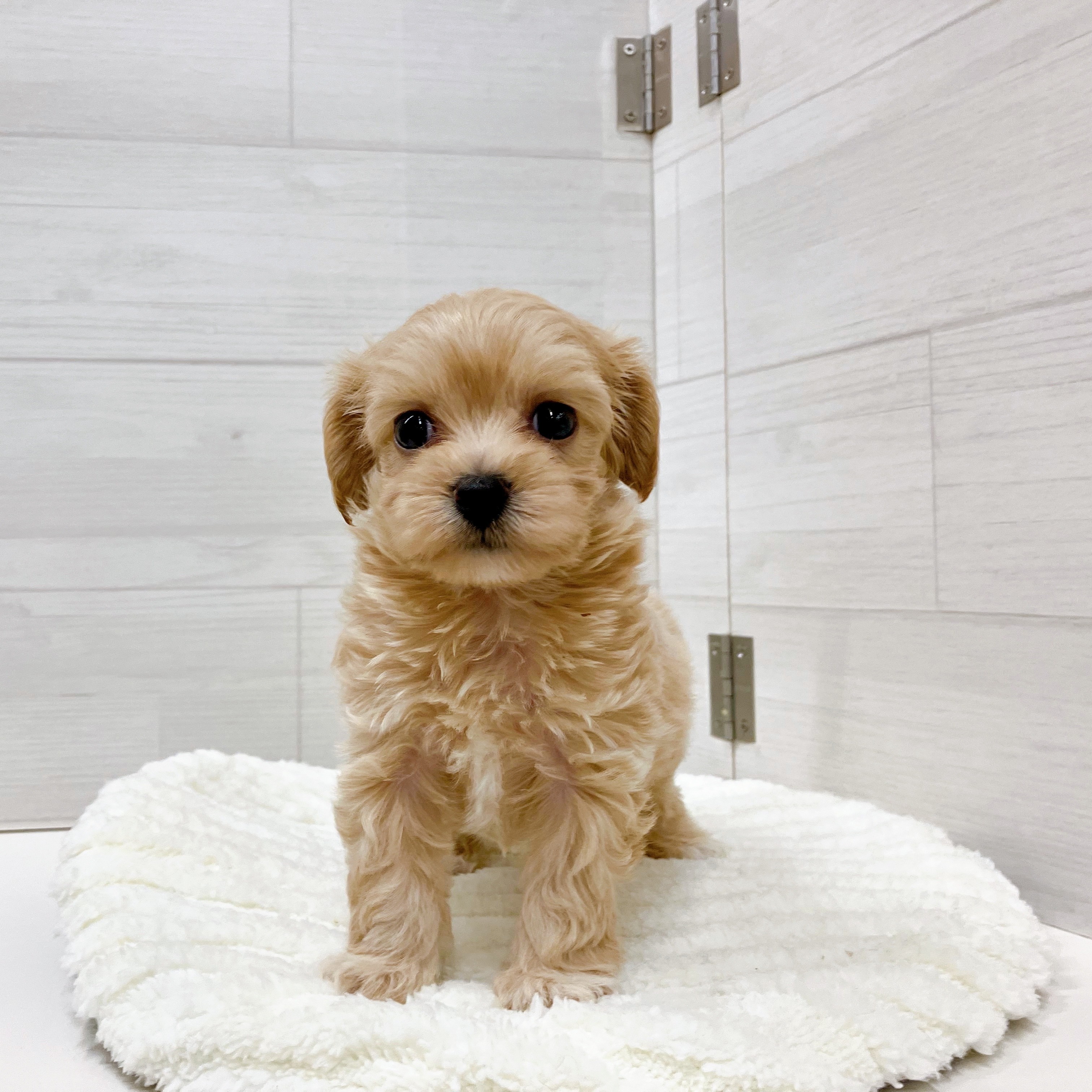 石川県のチワプー/プーチー(チワワ×プードル) (犬の家＆猫の里アミーゴ金沢おこばた店/2025年8月17日生まれ/男の子/アプリコット)の子犬の2枚目の画像