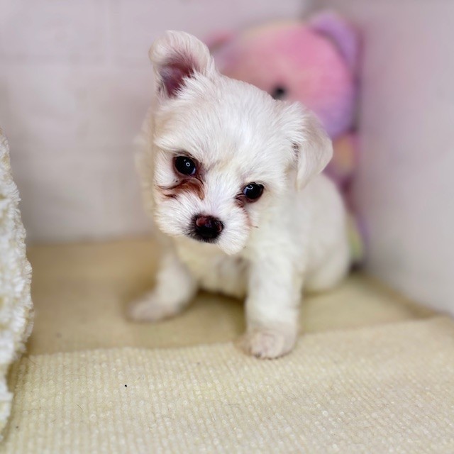 長野県のハーフ犬・ミックス犬 (犬の家＆猫の里長野店/2025年8月17日生まれ/男の子/クリーム)の子犬の2枚目の画像