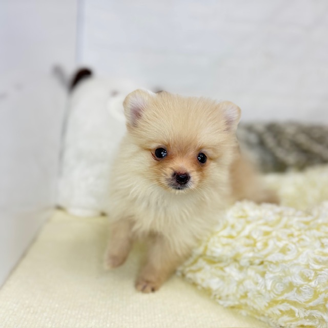 長野県のポメラニアン (犬の家＆猫の里塩尻店/2025年8月19日生まれ/女の子/クリーム)の子犬の2枚目の画像
