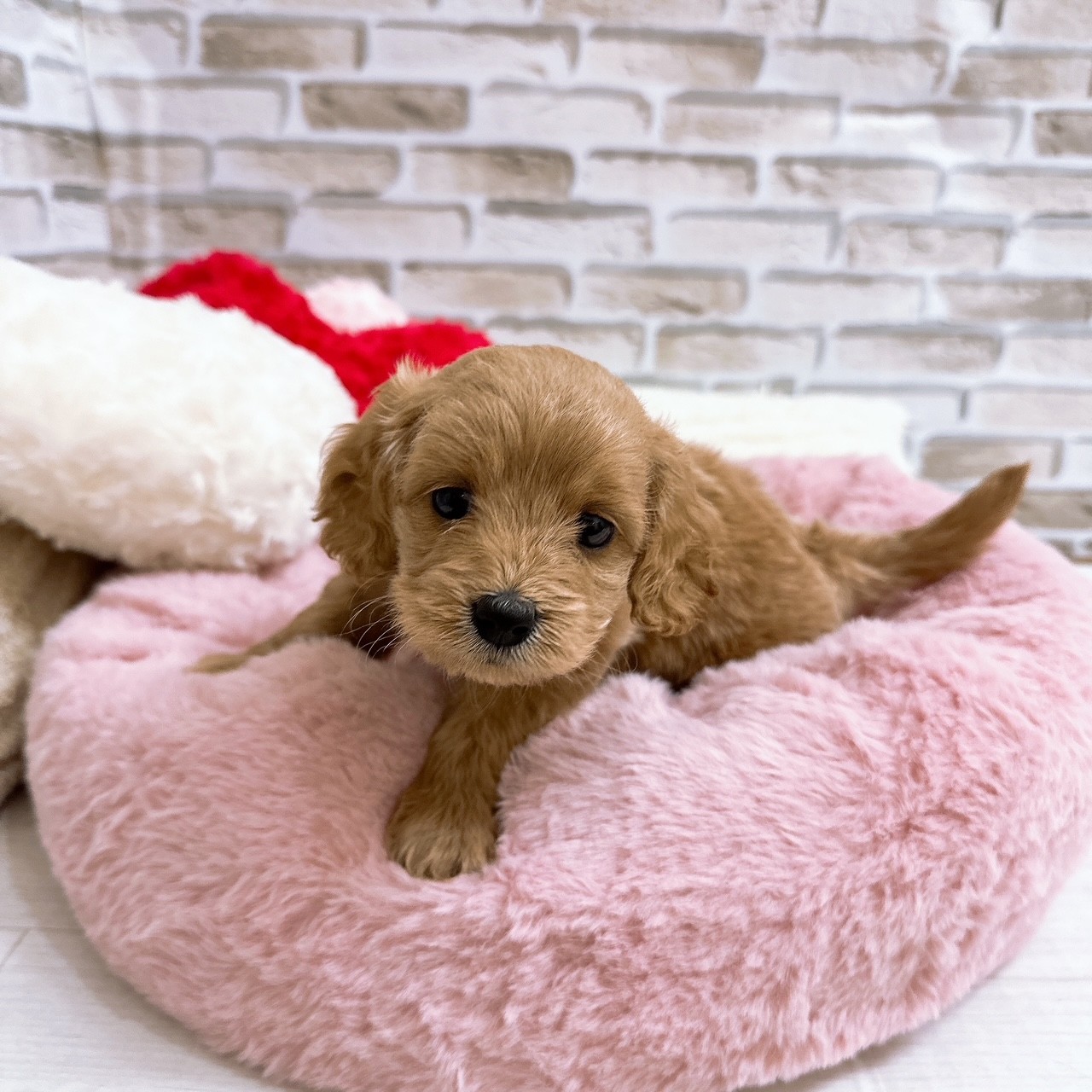 神奈川県のダップー(ダックス×プードル) (犬の家＆猫の里モザイクモール港北店/2025年8月17日生まれ/女の子/アプリコット)の子犬の1枚目の画像