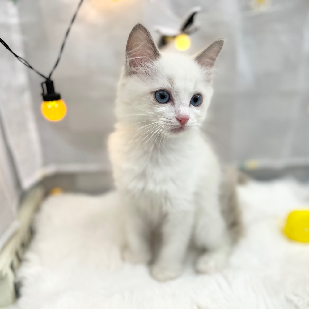 静岡県のラグドール (犬の家＆猫の里MEGAドン・キホーテ袋井店/2025年8月18日生まれ/男の子/ブルーポイントバイカラー)の子猫の2枚目の画像