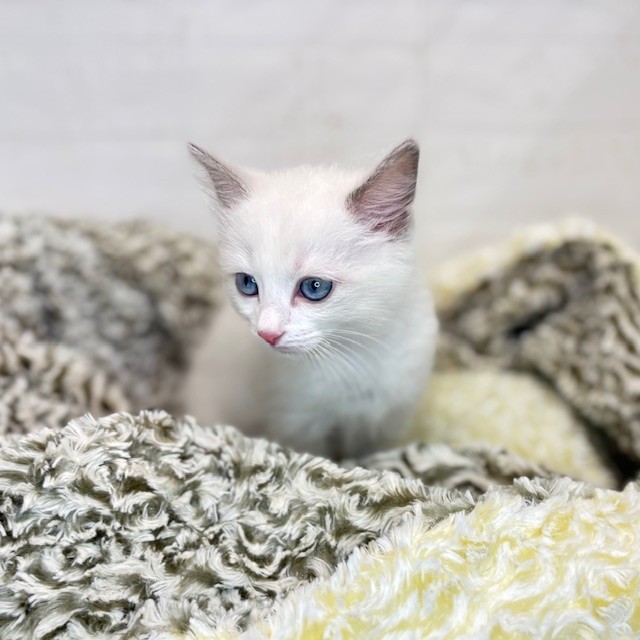 長野県のラグドール (犬の家＆猫の里長野店/2025年8月18日生まれ/男の子/ブルーポイントバイカラー)の子猫の2枚目の画像