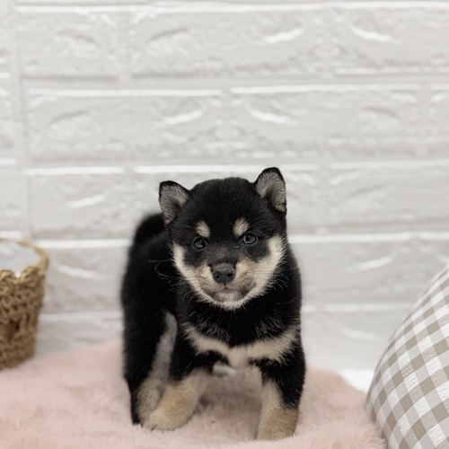 愛知県の柴犬(標準サイズ) (犬の家＆猫の里豊川インター店/2025年8月19日生まれ/女の子/黒)の子犬の1枚目の画像